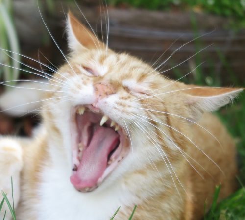 Dental Care Products for Cats
