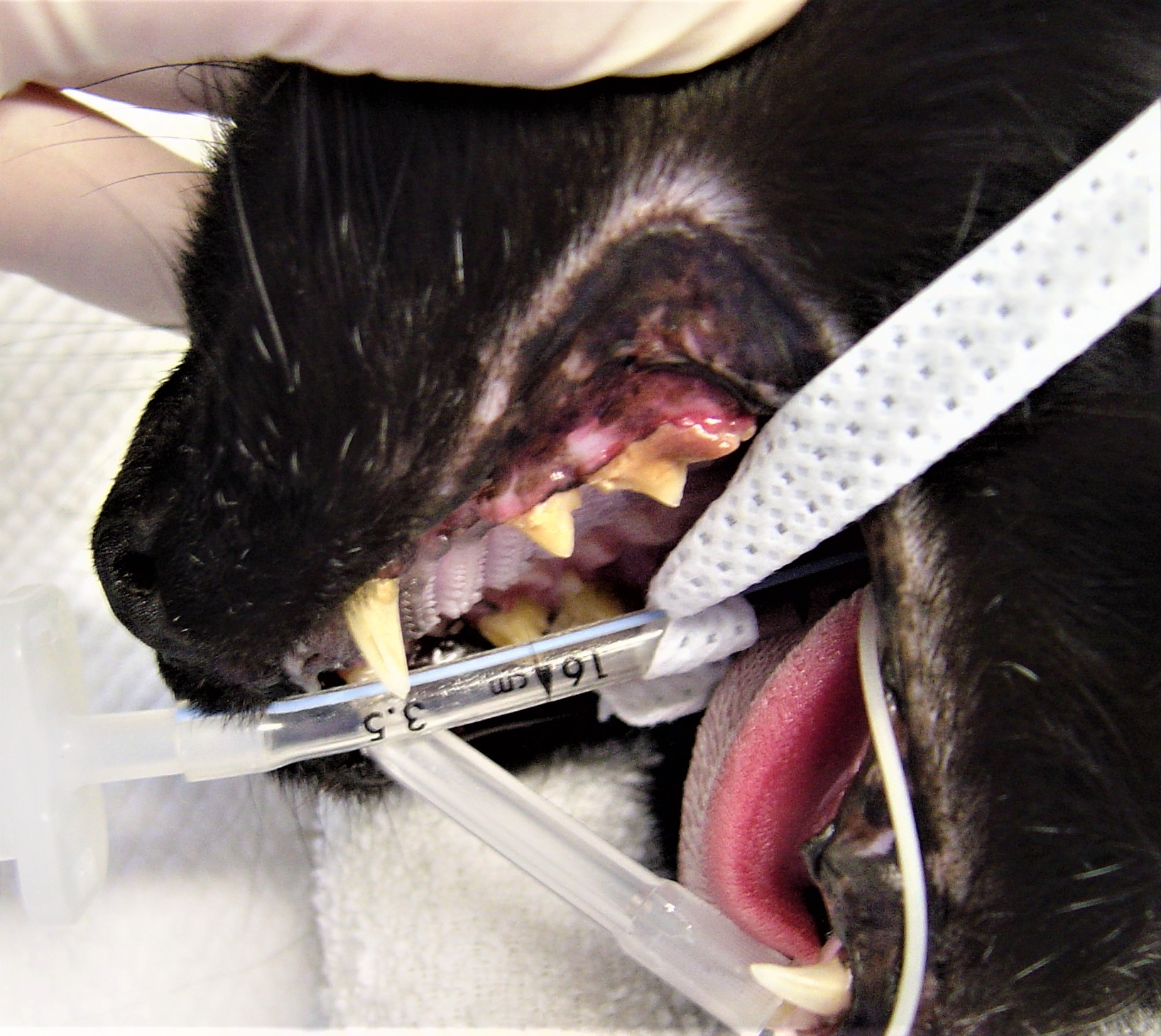 Dental Care for Cats The Pet Doctors